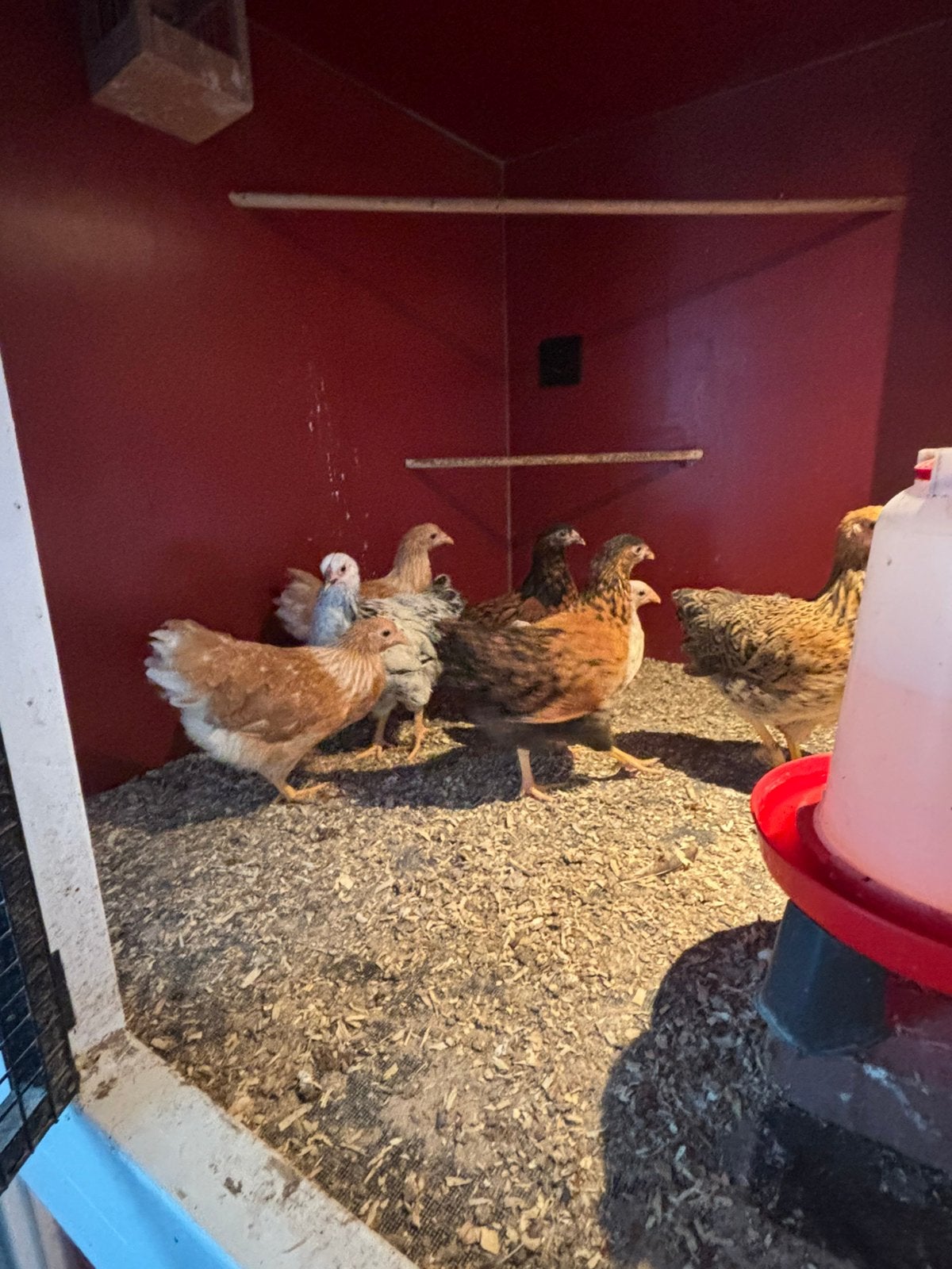 Wyandotte kriel, Dieren en Toebehoren, Pluimvee, Vrouwelijk, Kip