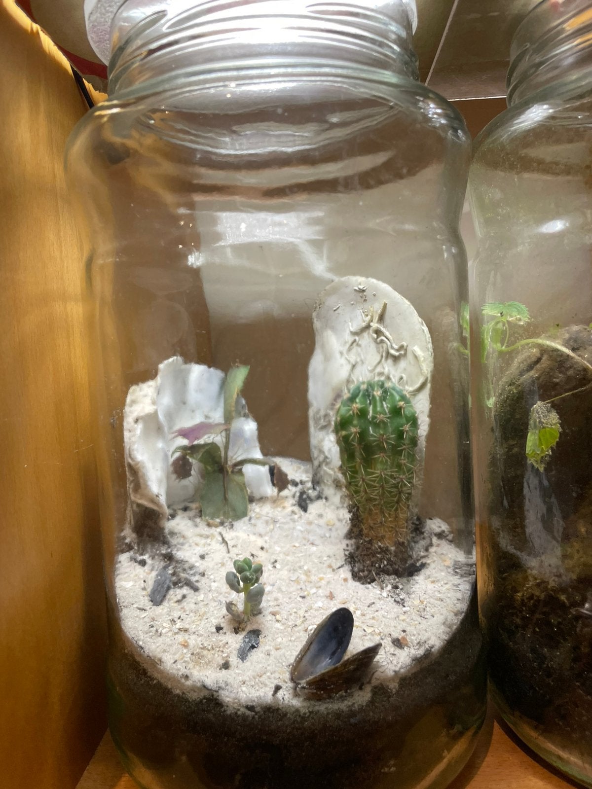 Ecosysteem- eigentuintje - terrarium - flessentuin 2l, Huis en Inrichting, Ophalen, In pot, Volle zon, Minder dan 100 cm
