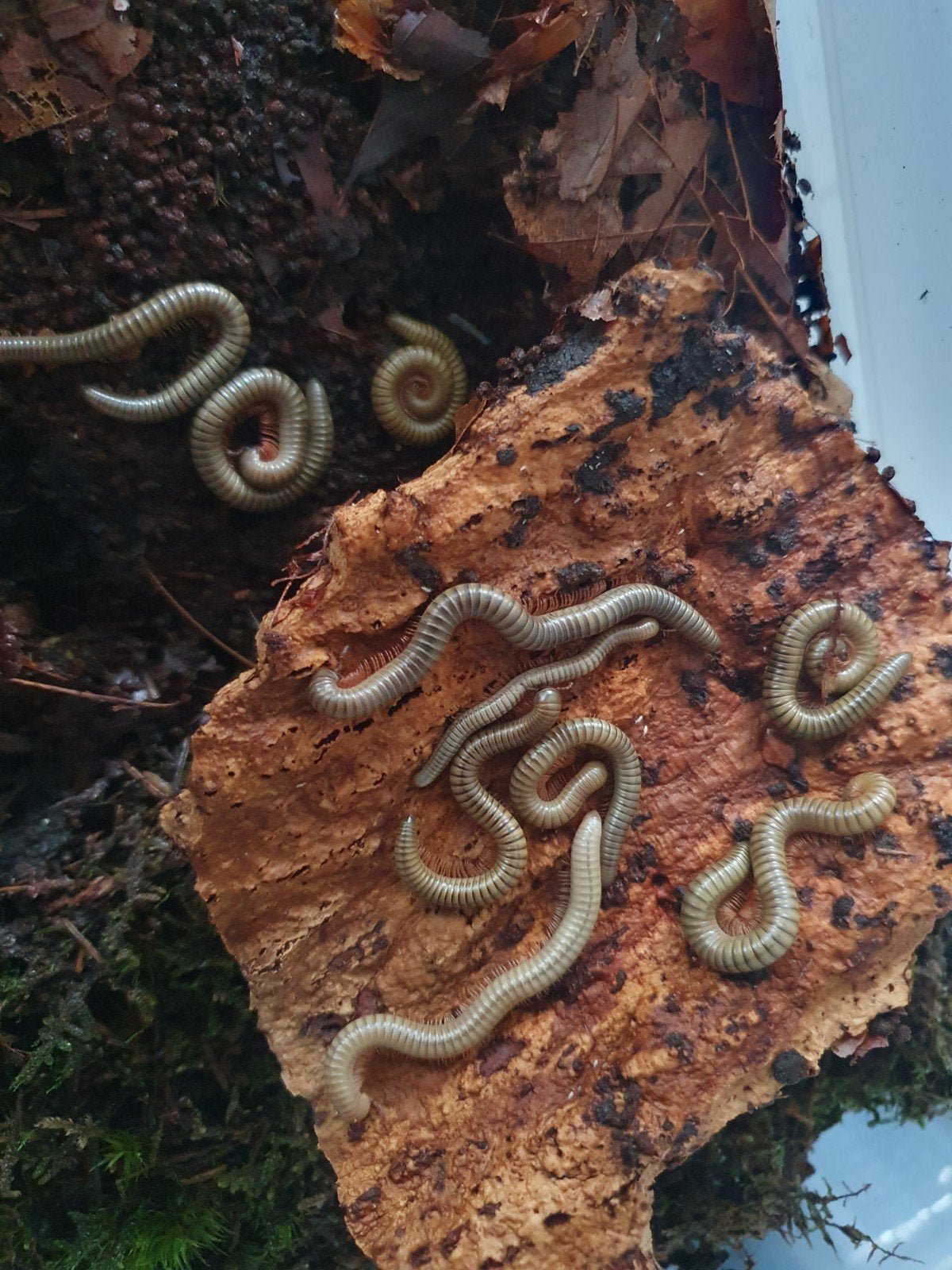 nakweek Spirostreptus Gregorius, 0 tot 2 jaar