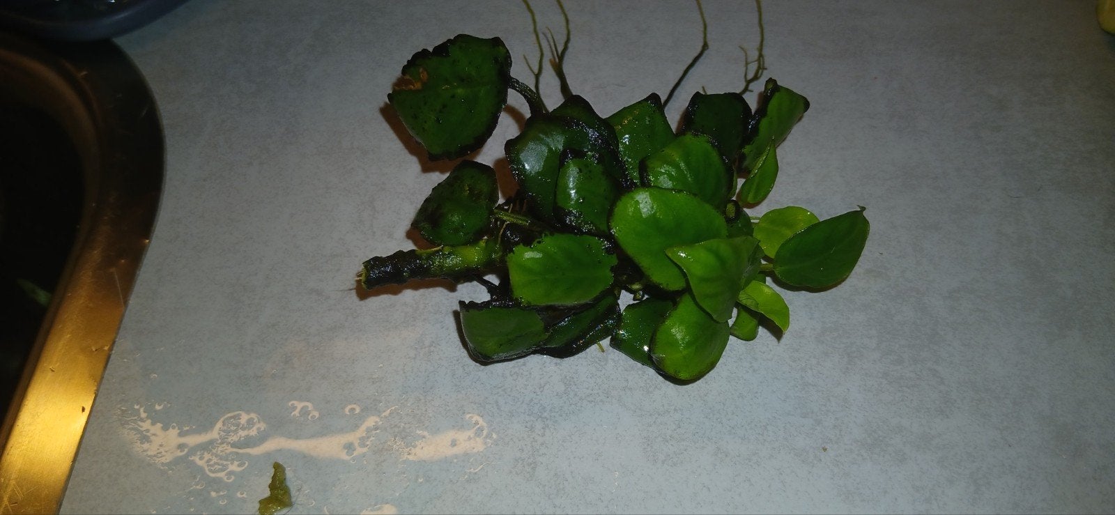 Aquarium  plantjes, Dieren en Toebehoren, Vissen | Aquaria en Toebehoren, Ophalen, Plant(en), Steen of Hout