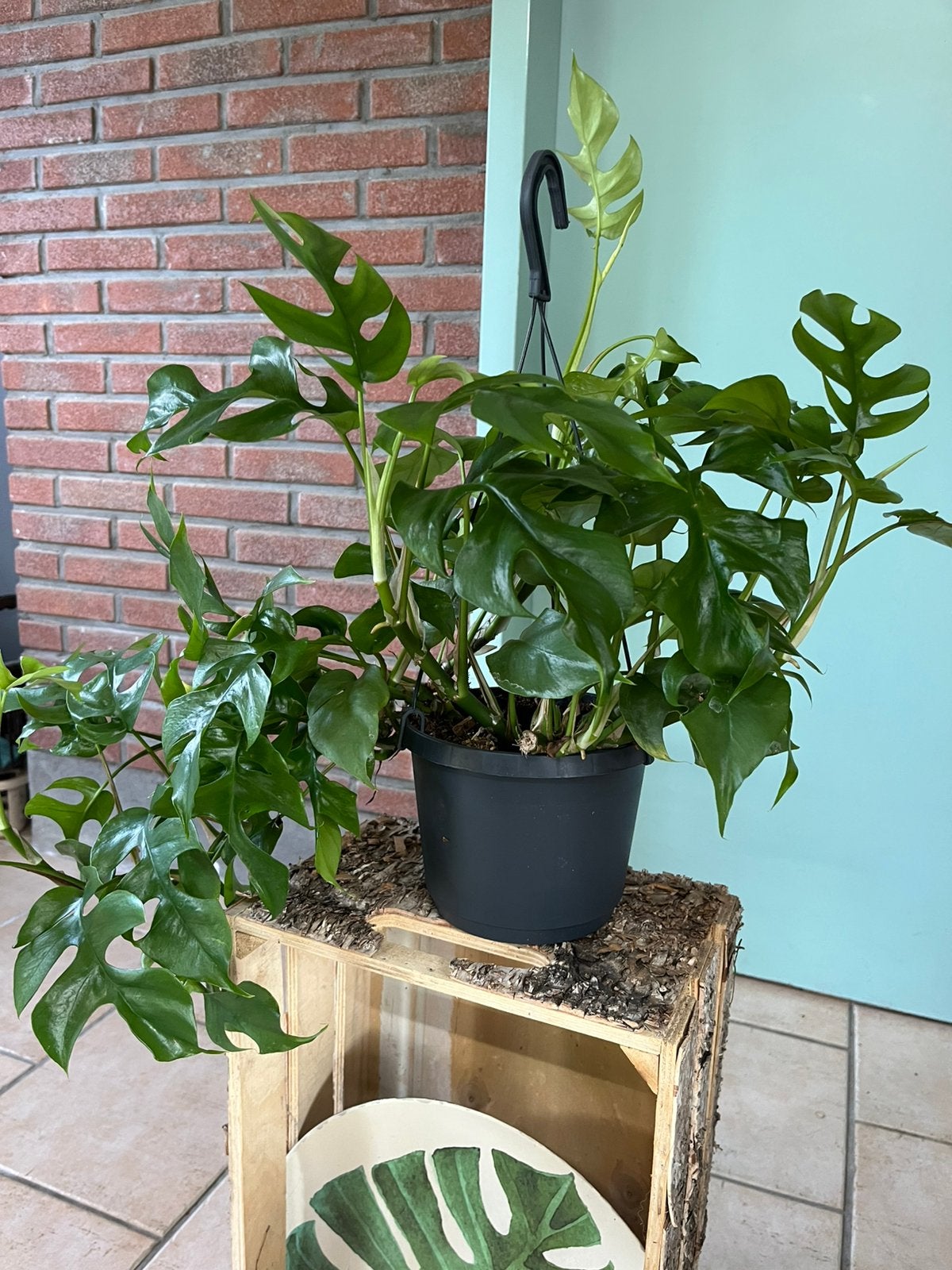 Monstera minima, Huis en Inrichting, Kamerplanten, Ophalen of Verzenden, Halfschaduw, Minder dan 100 cm