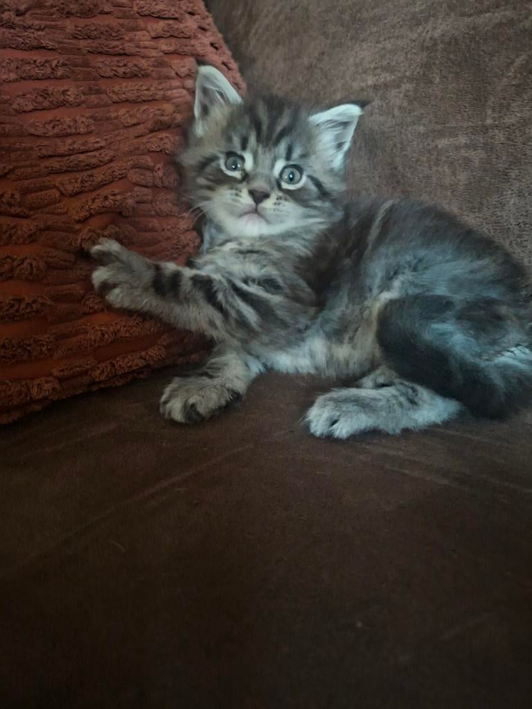 Russische Maine coon katertje, Dieren en Toebehoren, Kater, Gechipt