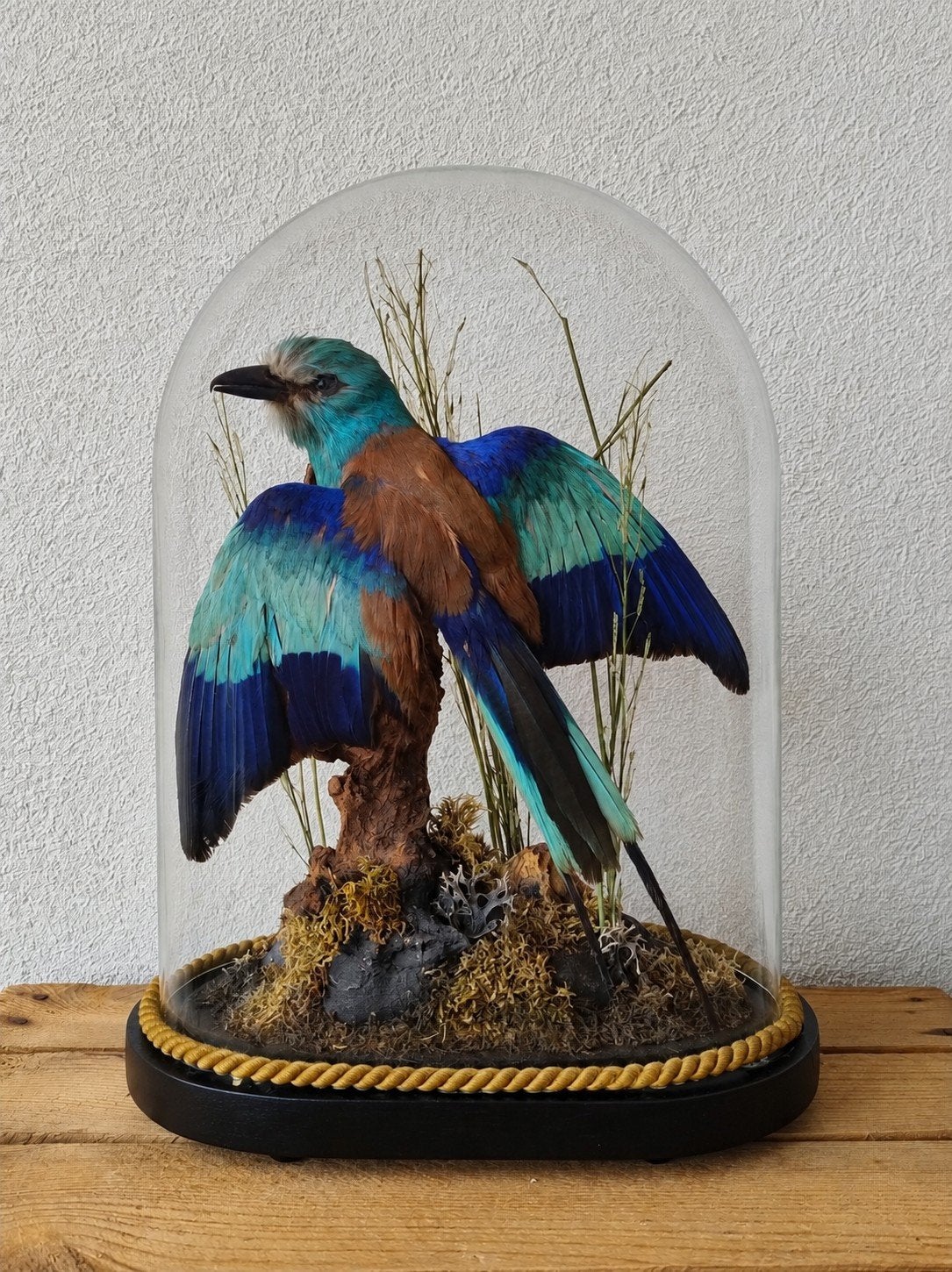 antieke prachtig opgezette Sahel scharrelaar in stolp, Ophalen, Zo goed als nieuw, Vogel, Opgezet dier