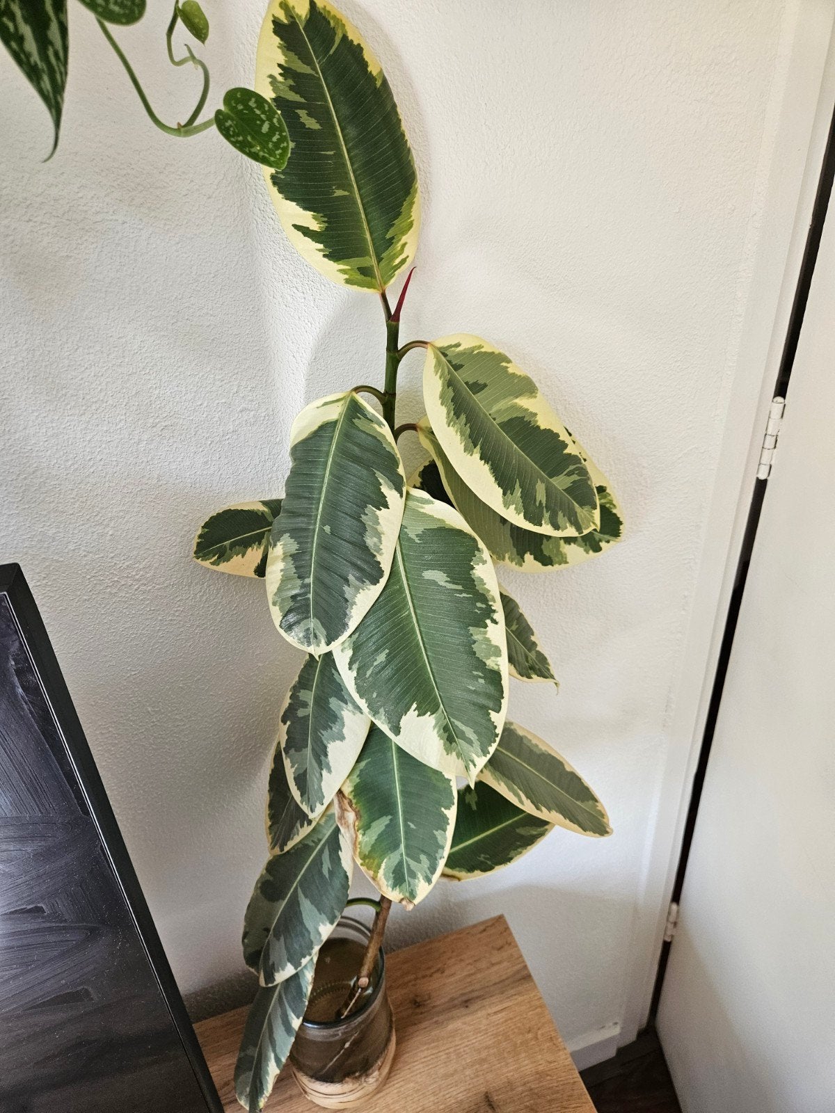 Ficus elastica tineke in water, Huis en Inrichting, Kamerplanten, Ophalen, Ficus, Halfschaduw, Minder dan 100 cm
