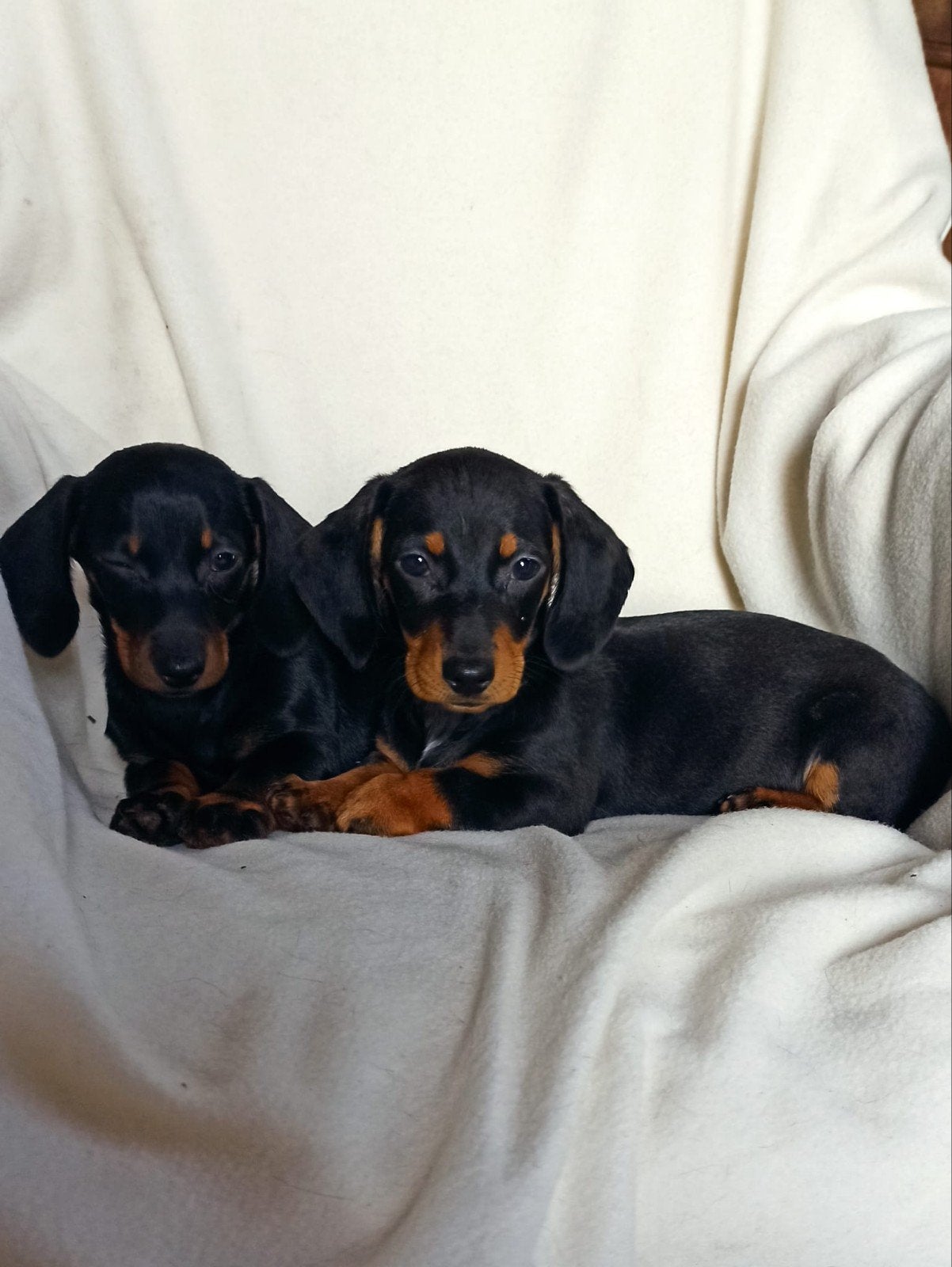Prachtige, sociale, lieve teckel pups, puppy's. Teefjes, Parvo, Standaard, 8 tot 15 weken, Korthaar