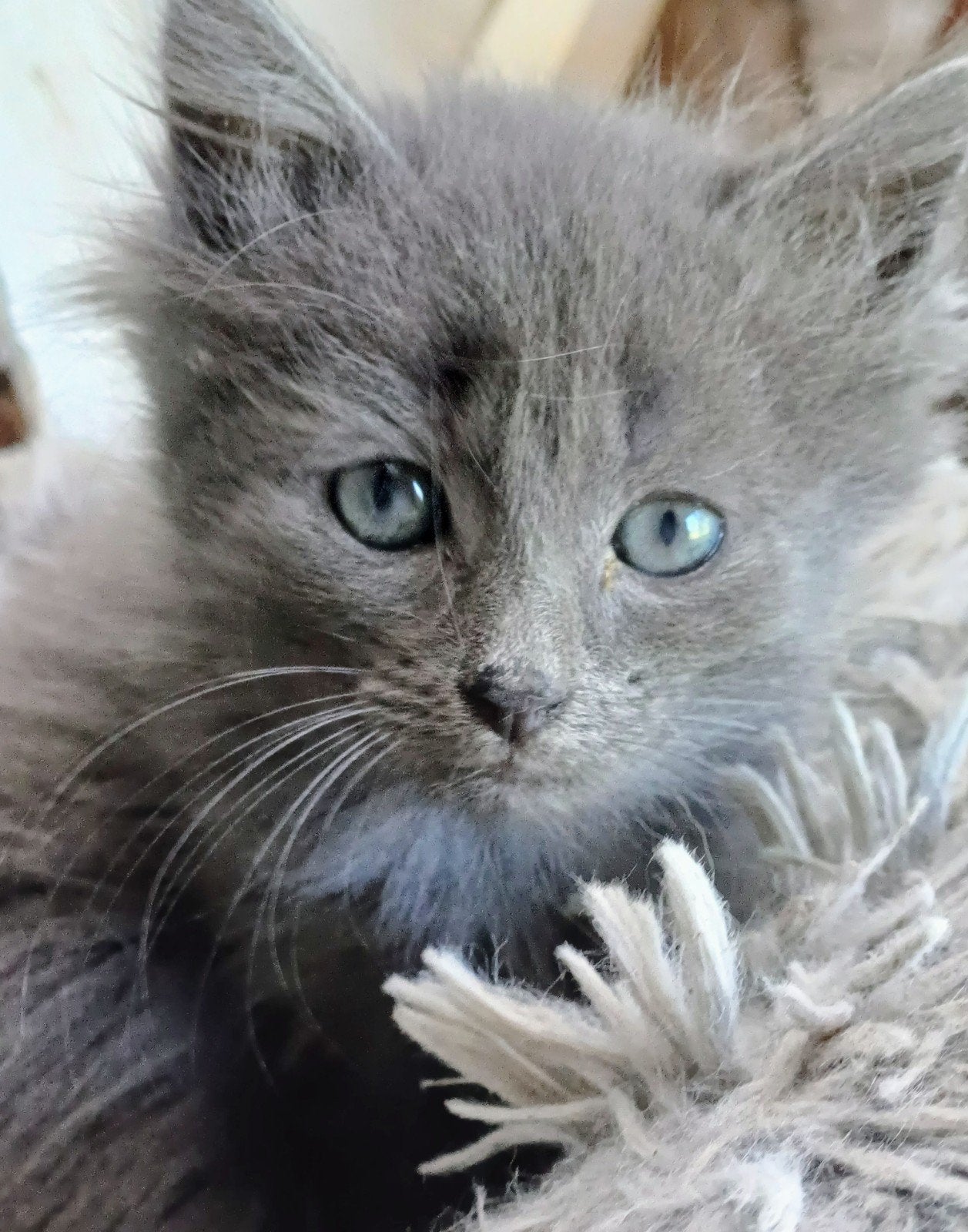 Hele mooie maincoon kittens, Meerdere dieren, Ontwormd