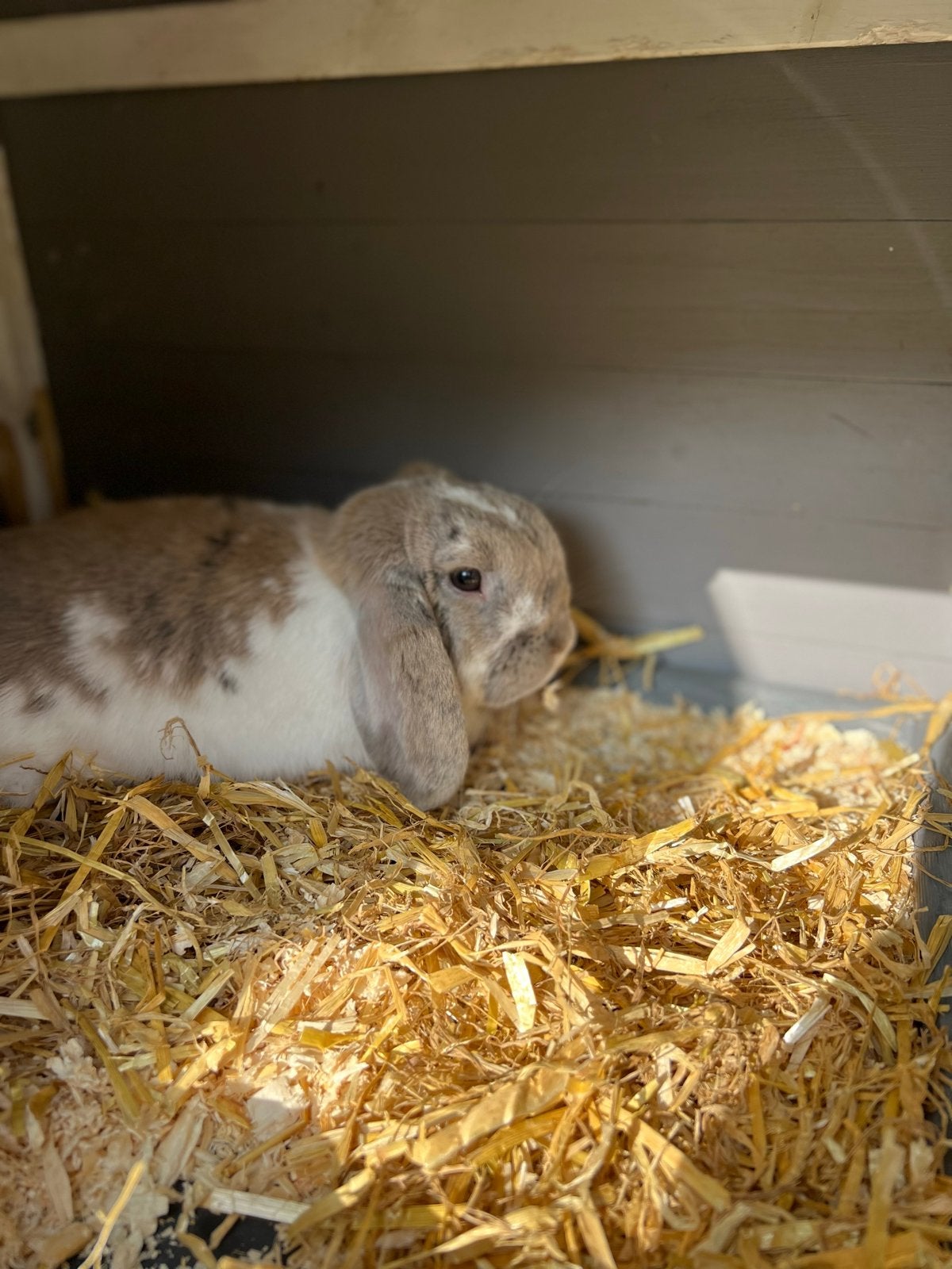 Super mooi en lief dwerg hangoor te koop, Dieren en Toebehoren, Konijnen, Mannelijk, Dwerg, Hangoor