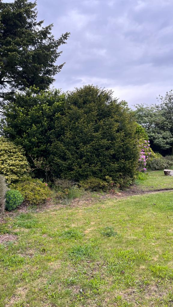 Grote gezonde Taxus, Tuin en Terras, Planten | Tuinplanten, Ophalen, Bloeit niet, Overige soorten, Volle zon