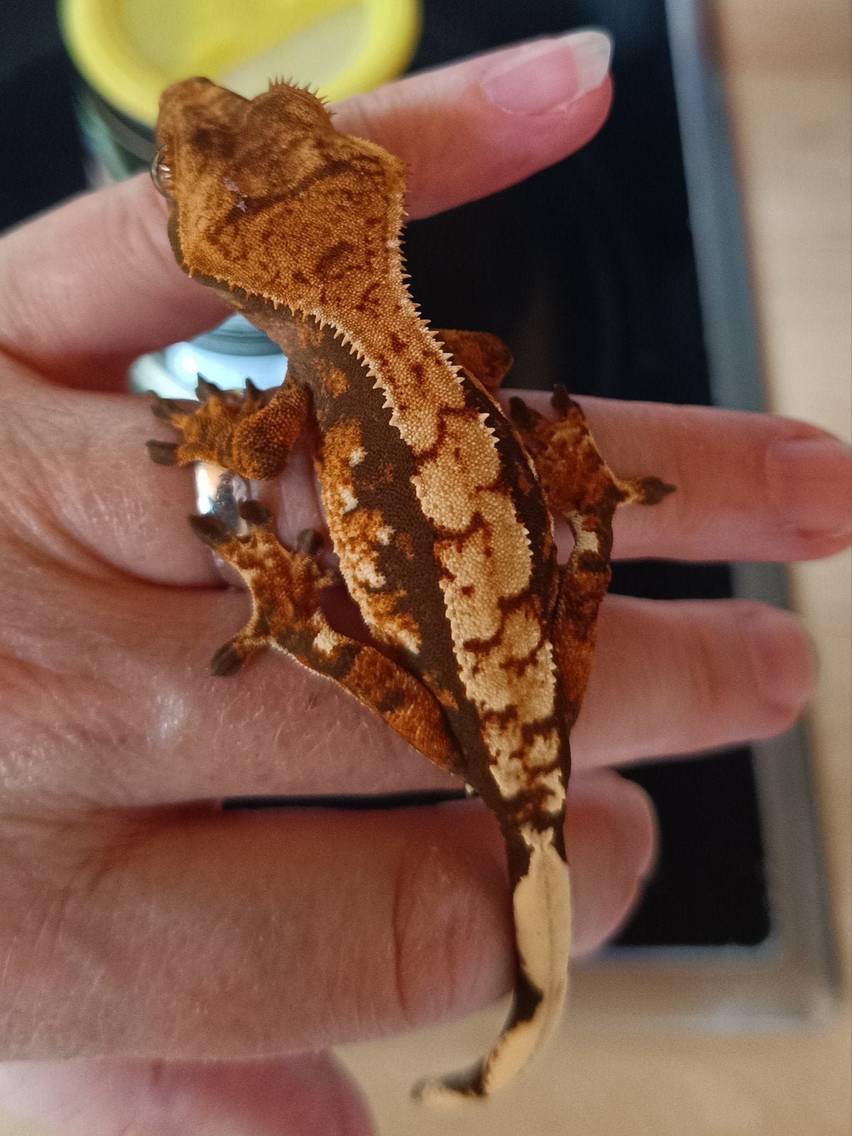 Wimpergekko harlequin jong, Dieren en Toebehoren, Hagedis, 0 tot 2 jaar