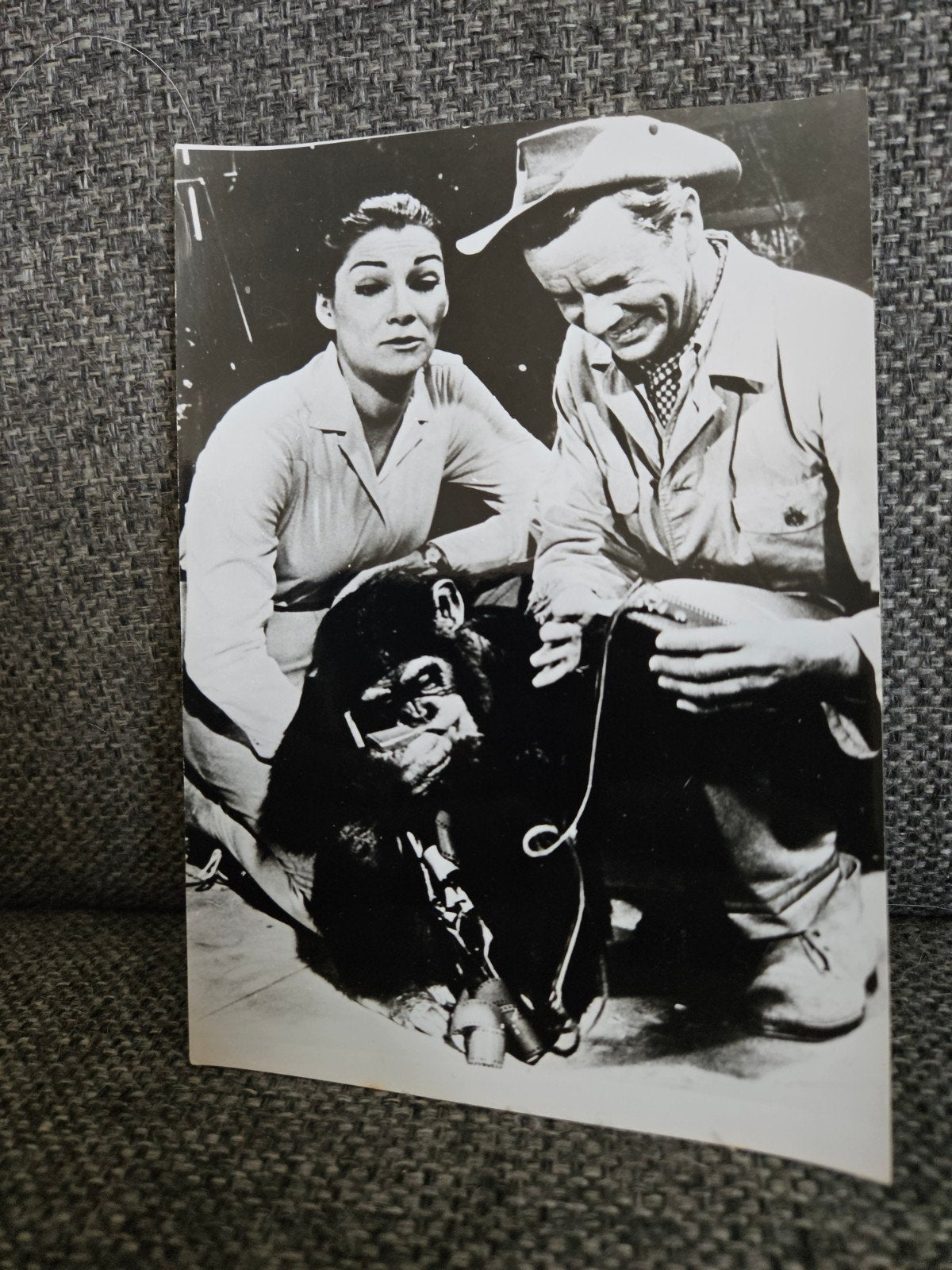 Vintage foto Daktari met aap Judy en acteurs, Verzenden, Zo goed als nieuw, Tv, Foto of Kaart