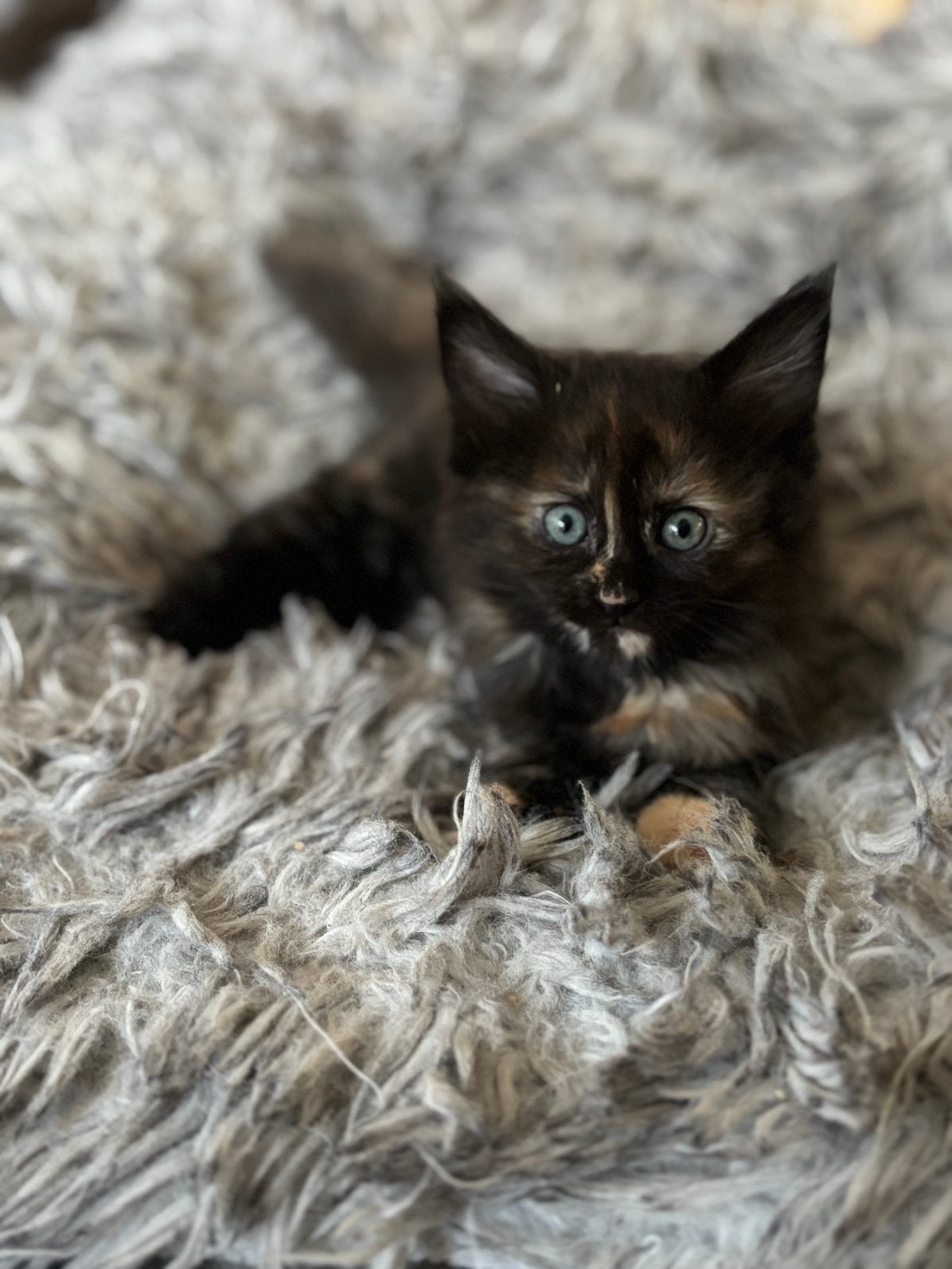 Ragdoll x maine coon kittens, Dieren en Toebehoren, Katten en Kittens | Raskatten | Langhaar, Meerdere dieren, Gechipt, 0 tot 2 jaar