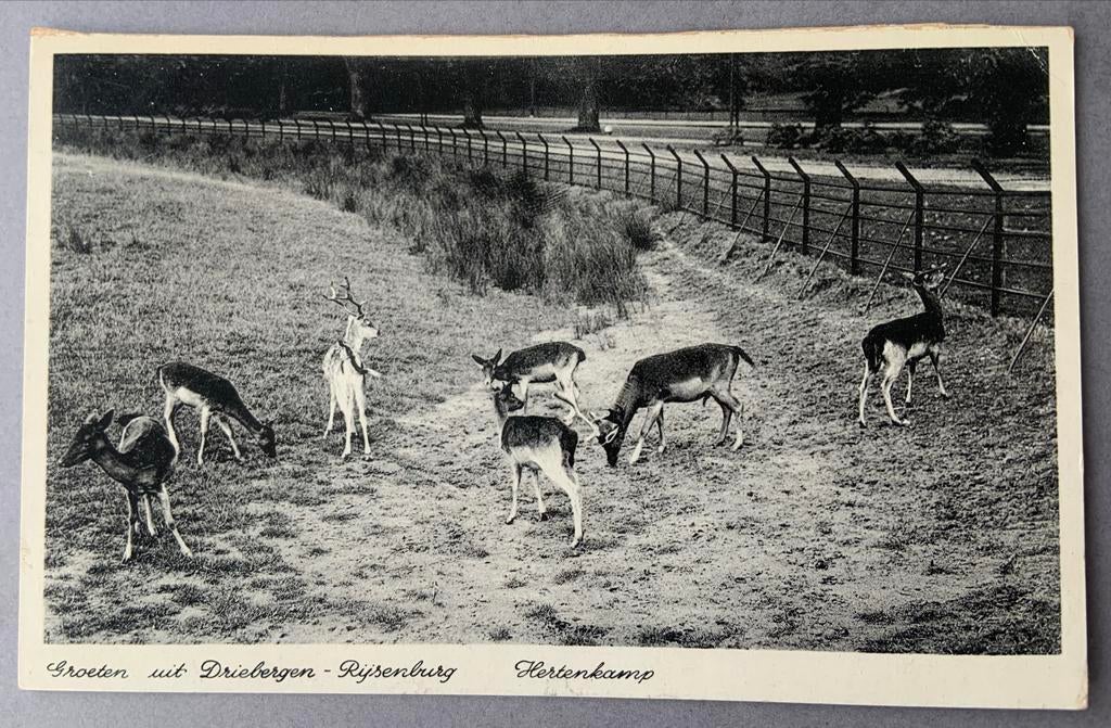 Groeten uit Driebergen - Rijsenbutg Hertenkamp, Ophalen of Verzenden, 1940 tot 1960, Gelopen, Utrecht
