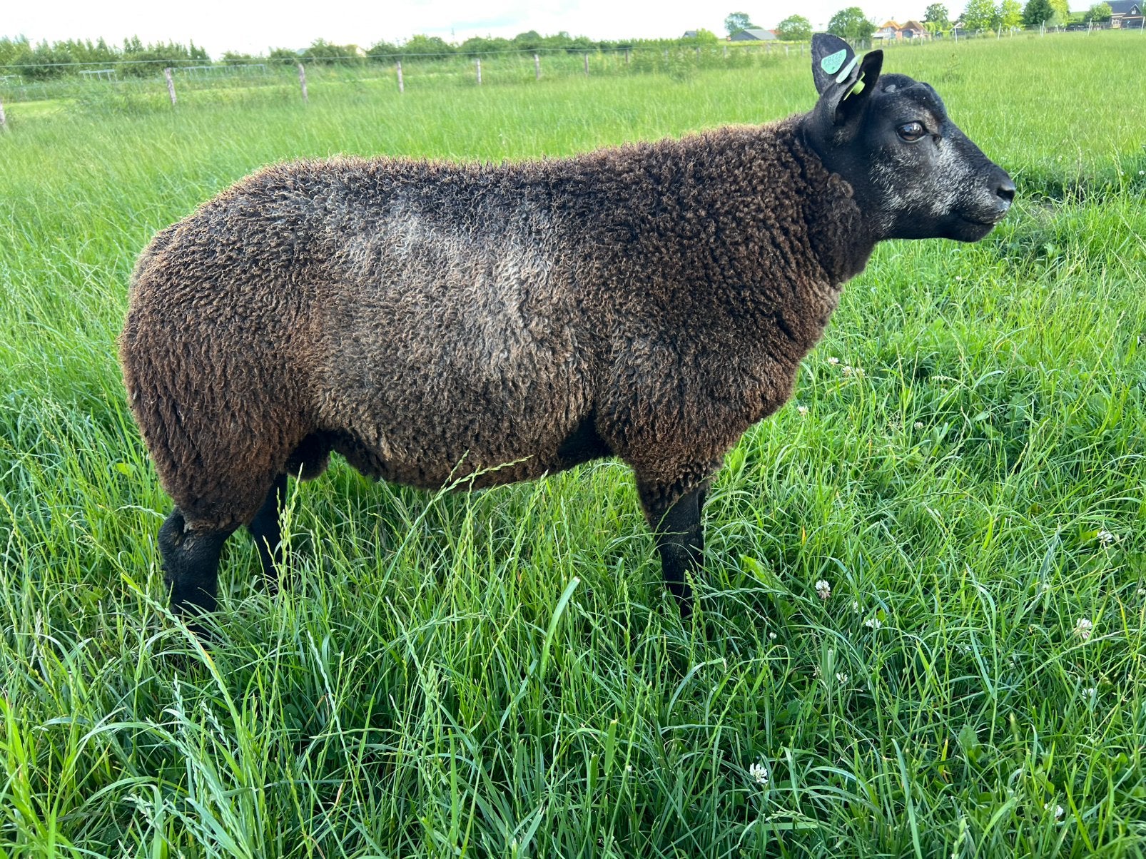 Blauwe texelaar dekram, Mannelijk, Schaap