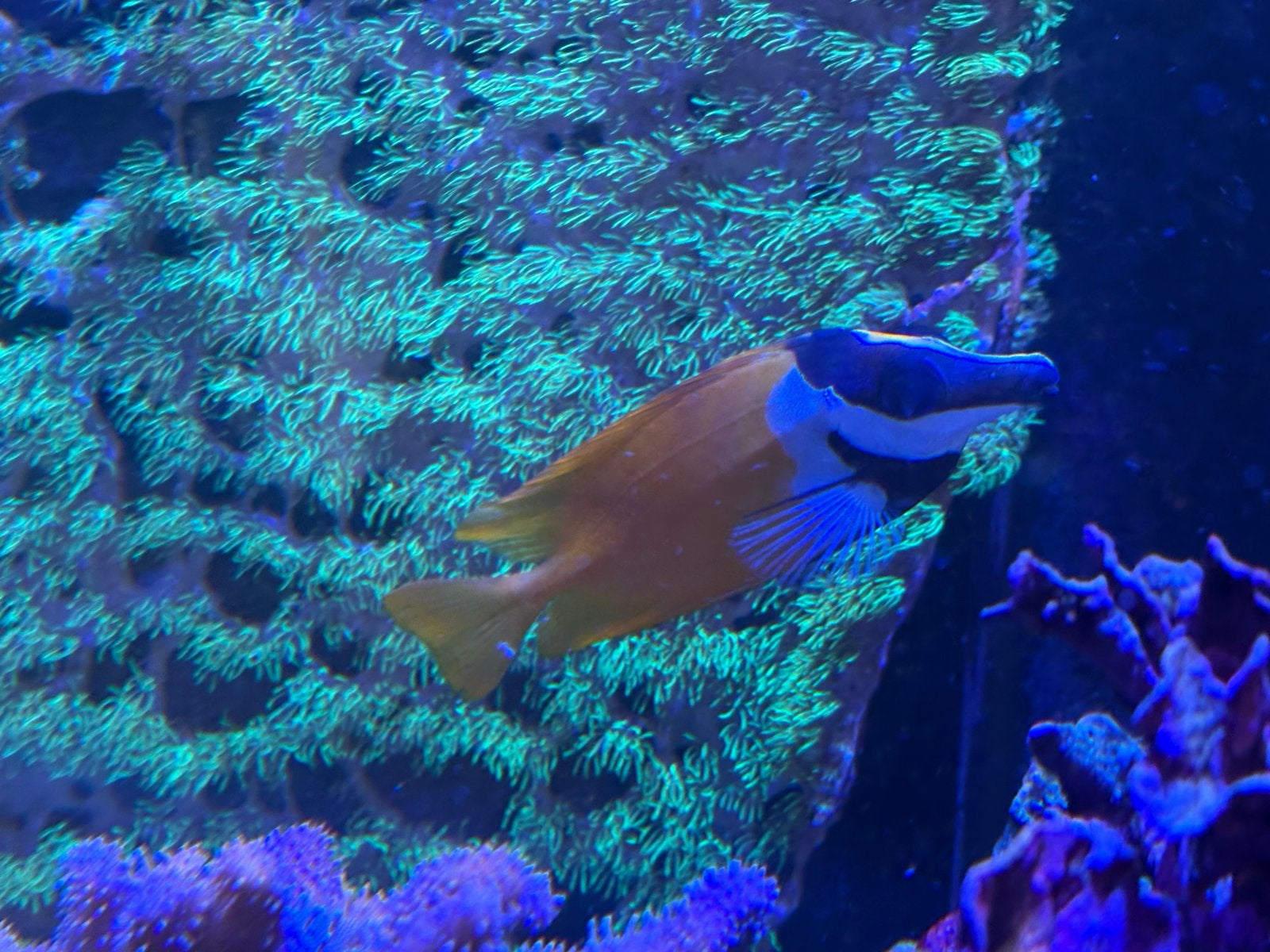 Gezonde vossenkop, Dieren en Toebehoren, Vissen | Aquariumvissen, Vis