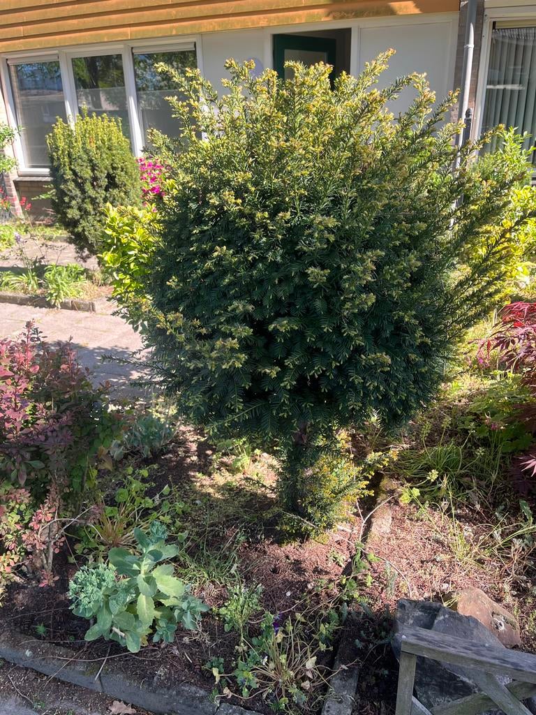 Gratis Struiken en Bomen - Zelf Uitgraven, Ophalen, Overige soorten, Struik, 100 tot 250 cm