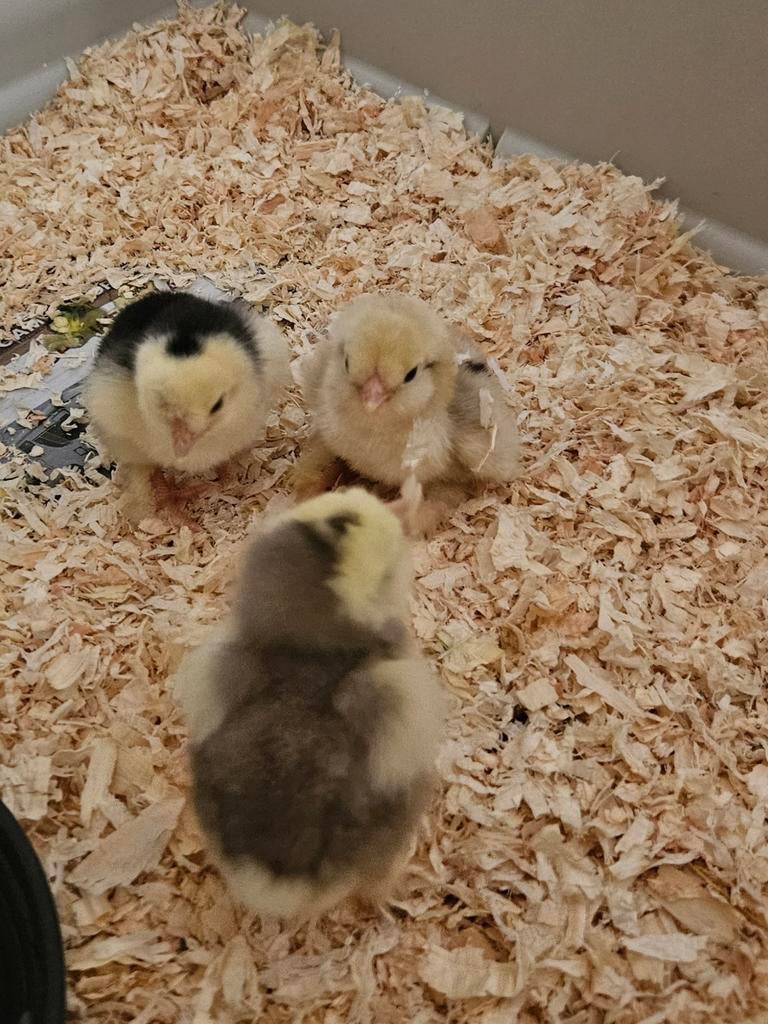Kuikentjes te koop, zijdehoen x cochin, Geslacht onbekend, Kip
