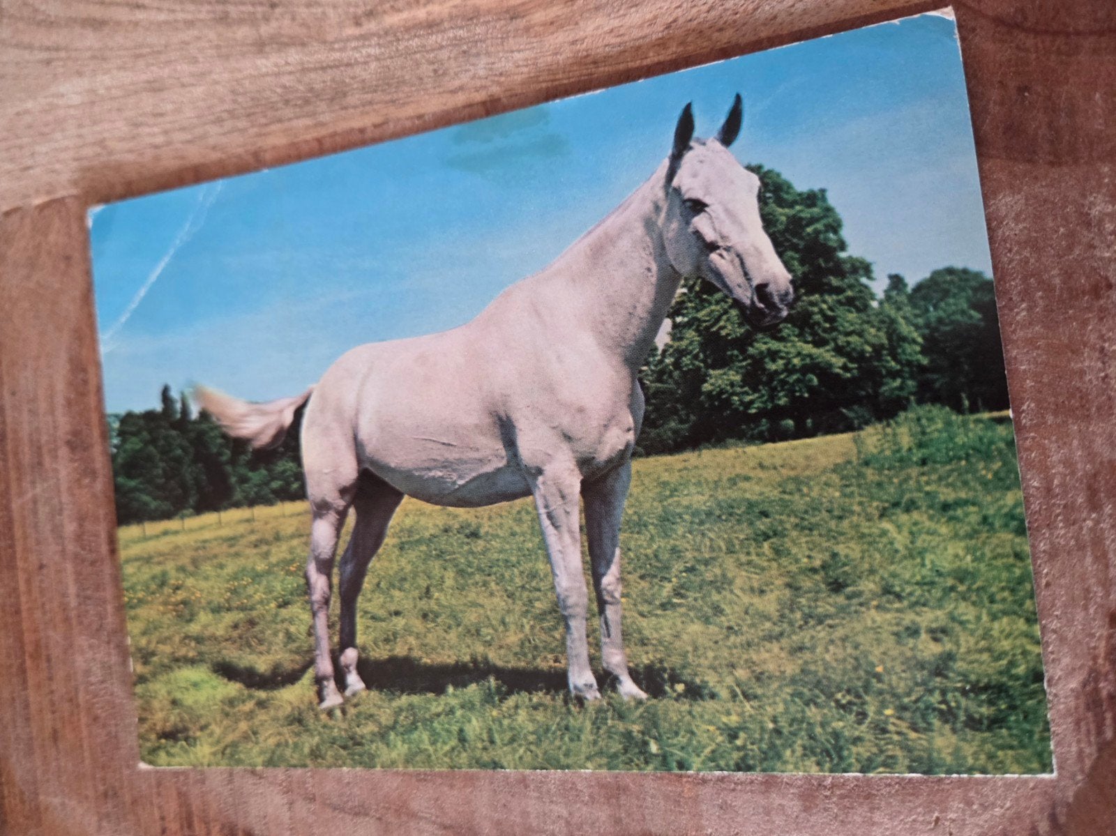 Wit Paard in de wei, Verzamelen, Ophalen of Verzenden, 1960 tot 1980, Gelopen, Paard