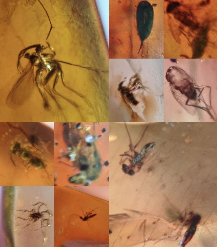 Barnsteen met insectjes, Ophalen of Verzenden, Fossiel