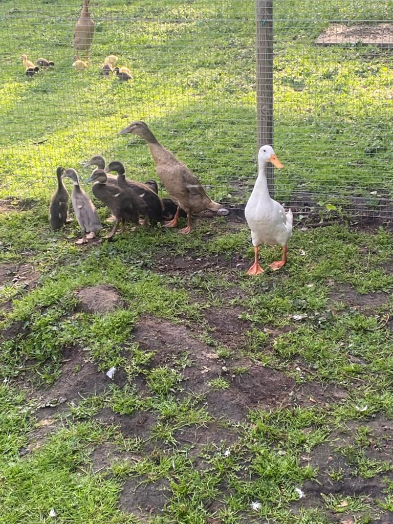 Gratis Loopeenden, Meerdere dieren, Eend