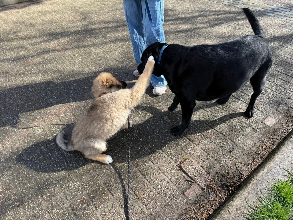 Kiara, een zachtaardige Berner senner en leonberger mix, Dieren en Toebehoren, 15 weken tot 1 jaar, Teef, Eén hond, Nederland
