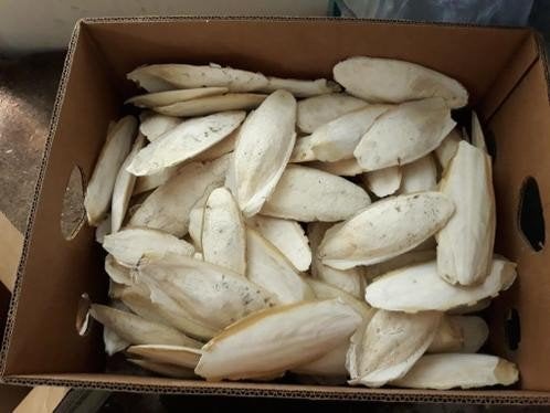 Sepia, cuttlebone, Dieren en Toebehoren, Ophalen of Verzenden, Nieuw, Eten en Drinken