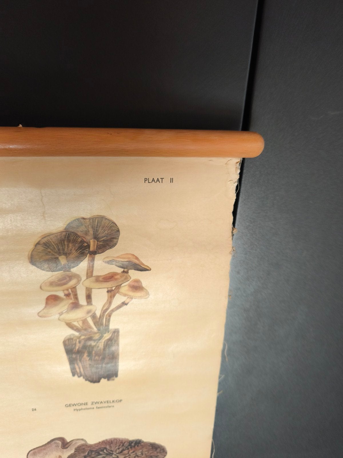 Vintage Paddenstoelen Schoolplaat - A. Middelhoek, Antiek en Kunst, Antiek | Schoolplaten, Ophalen of Verzenden
