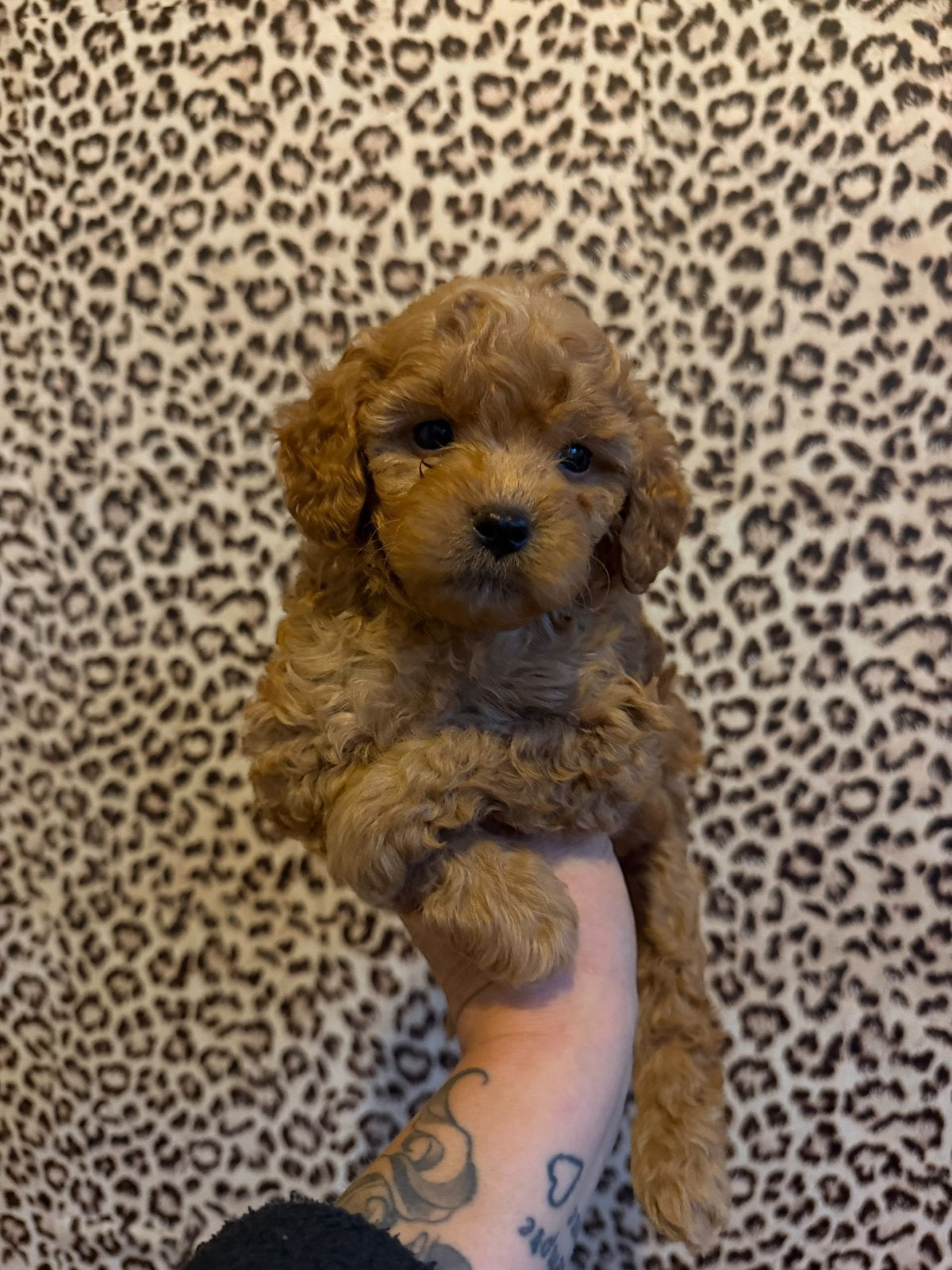 Maltipoo pups, maltipoo x toy poedel, Nederland, Overige rassen, CDV (hondenziekte), 8 tot 15 weken