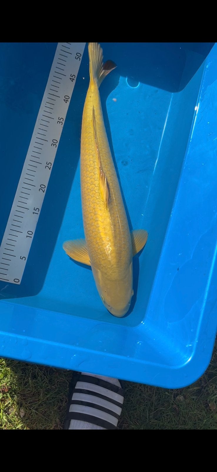 Sansai chagoi van marusei te koop, Karper of Koi