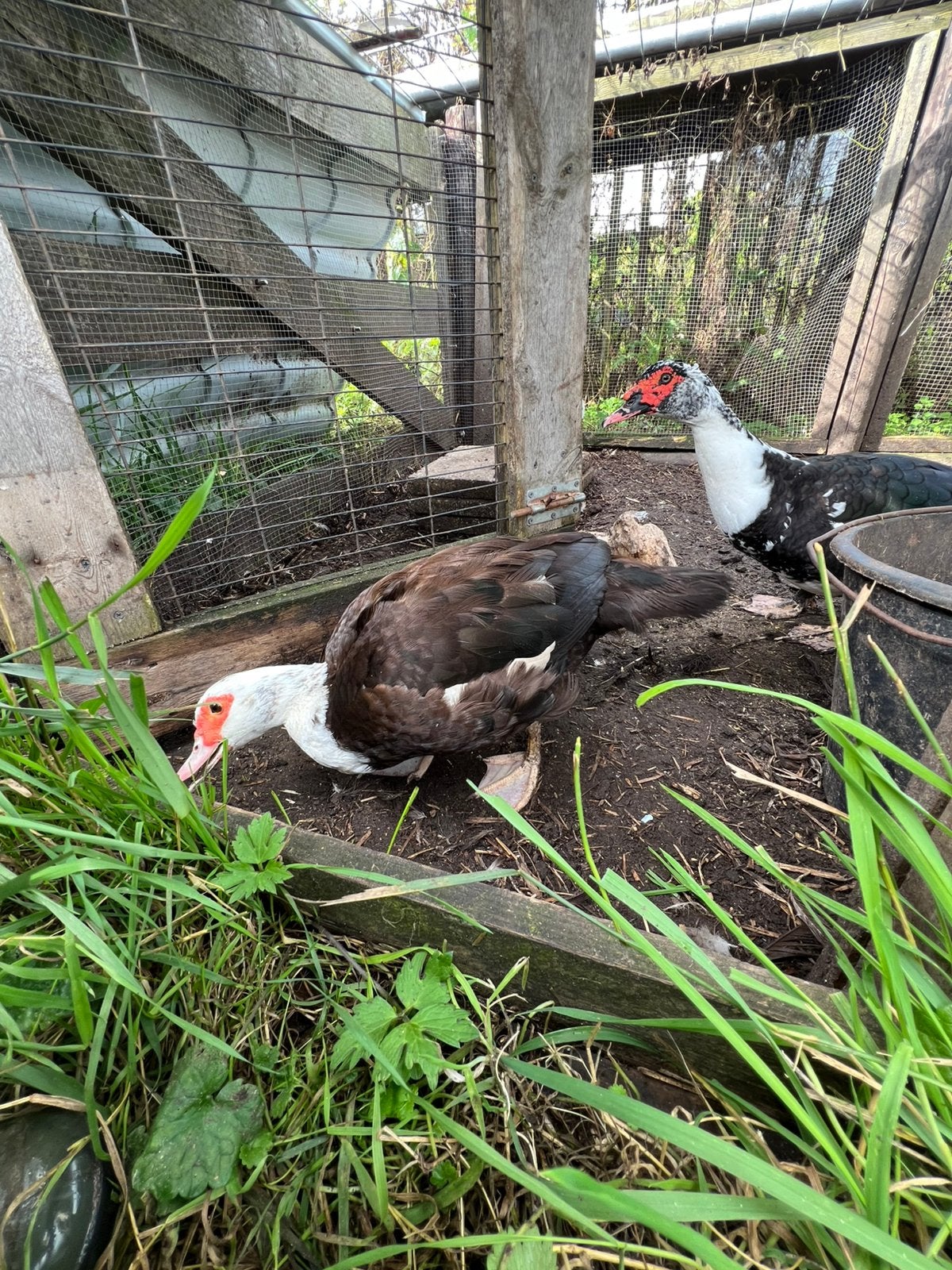 Muskus eenden, Dieren en Toebehoren, Meerdere dieren, Eend