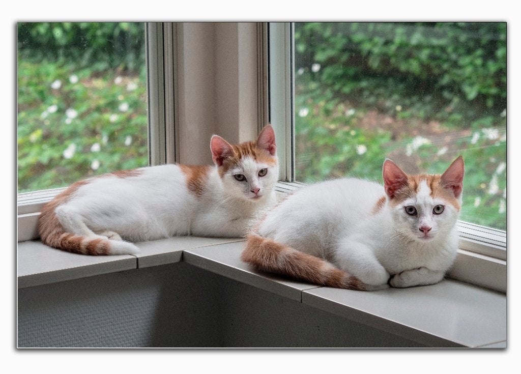 kitten(s), Kater, Gechipt, 0 tot 2 jaar