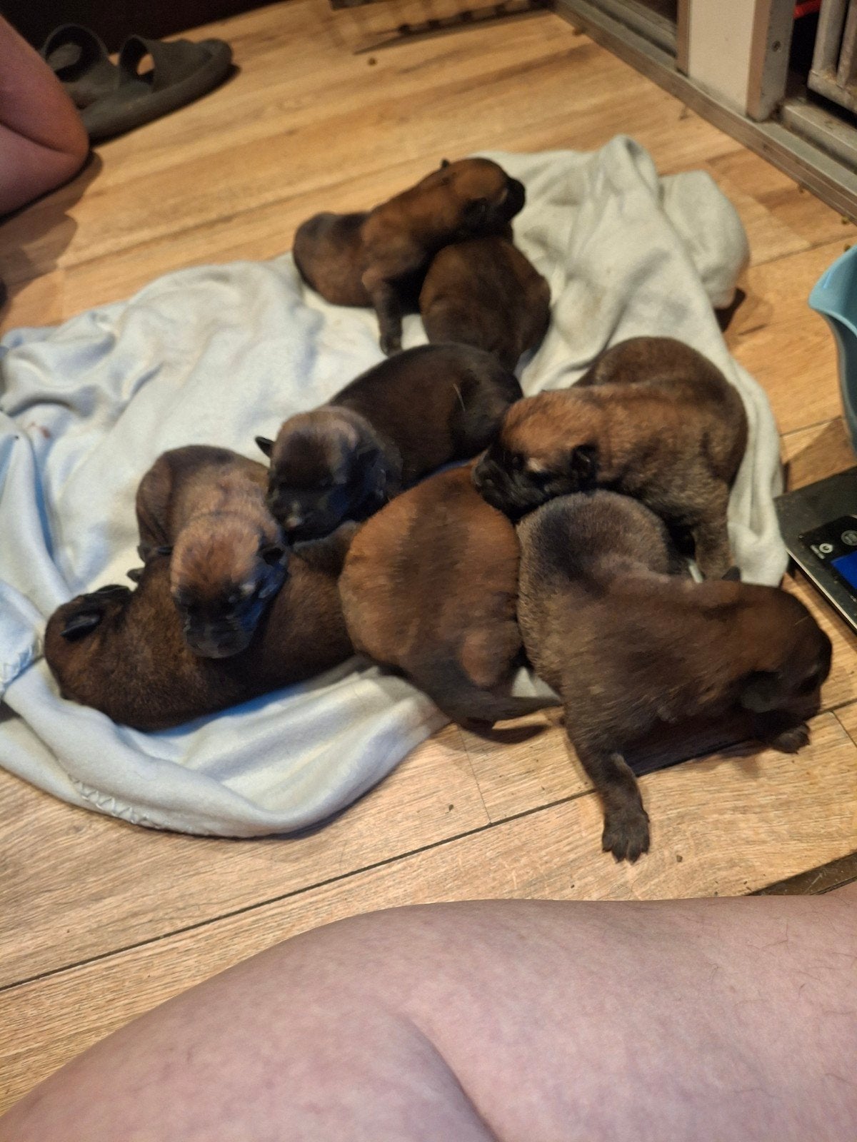 Herders pups nu 5 dagen oud met 8 weken mogen ze weg, Dieren en Toebehoren, Meerdere, Nederland, Particulier, CDV (hondenziekte)