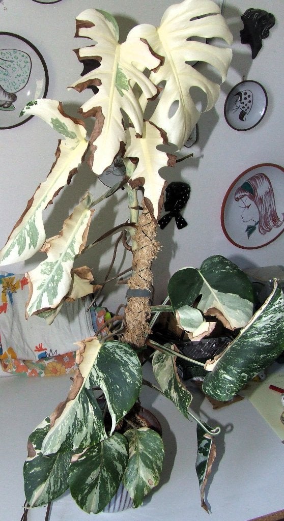 Monstera variegata - Crassula - augurkenplantje - Lantarenpl, Ophalen, Halfschaduw, Minder dan 100 cm