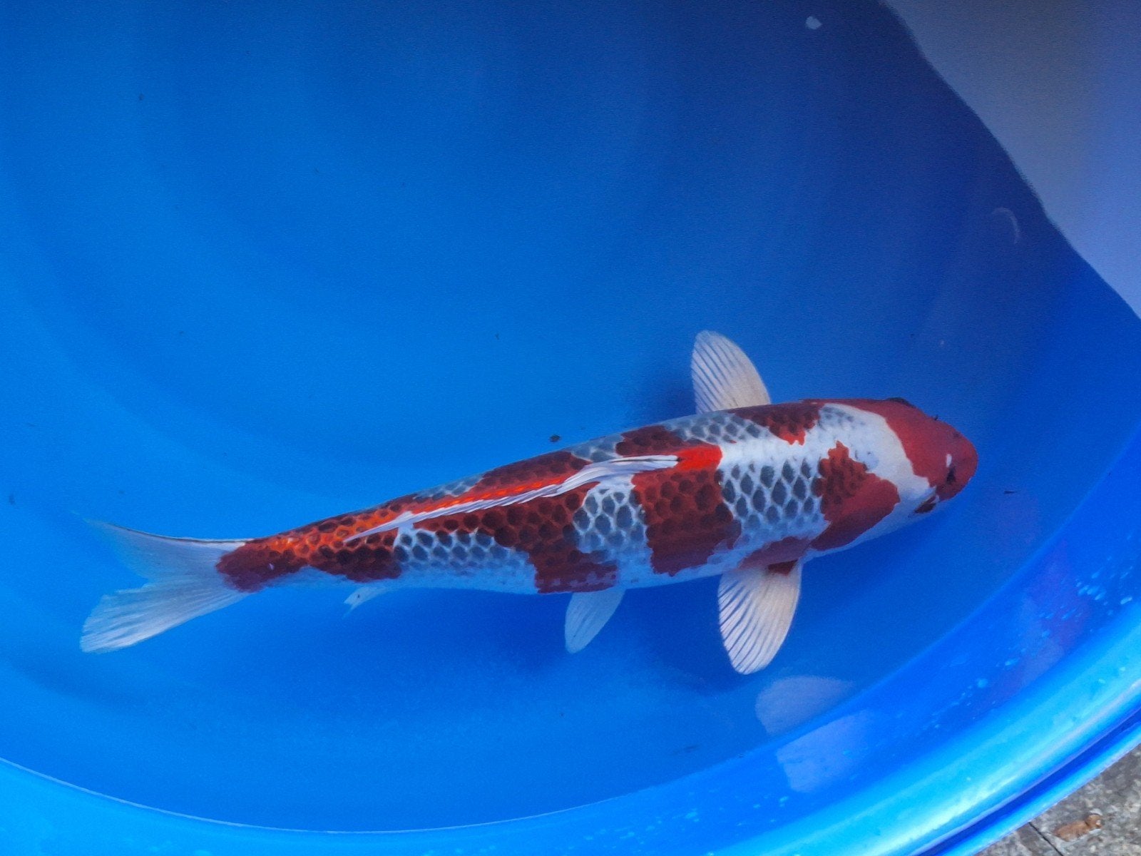 geweldige kujaku 45 - 50 cm  voor koishow perfecte koi, Karper of Koi