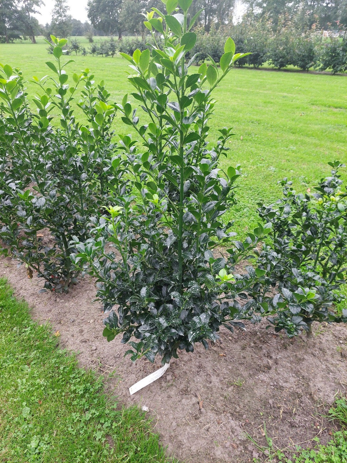 Hulst Ilex x meserveae heckenpracht, Ophalen of Verzenden, Haag, Minder dan 100 cm