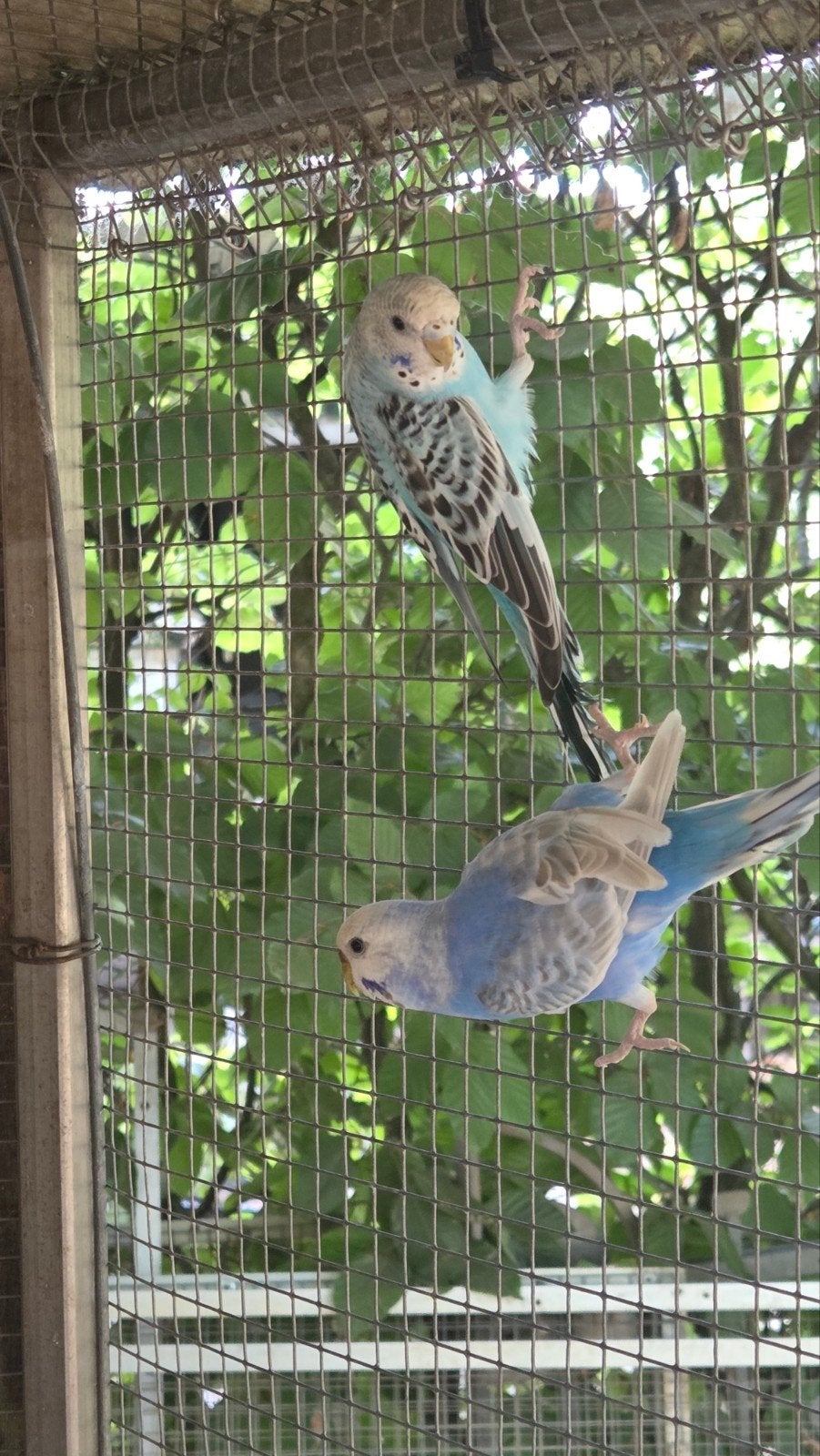 grasparkieten te koop, Dieren en Toebehoren, Meerdere dieren, Parkiet, Tam