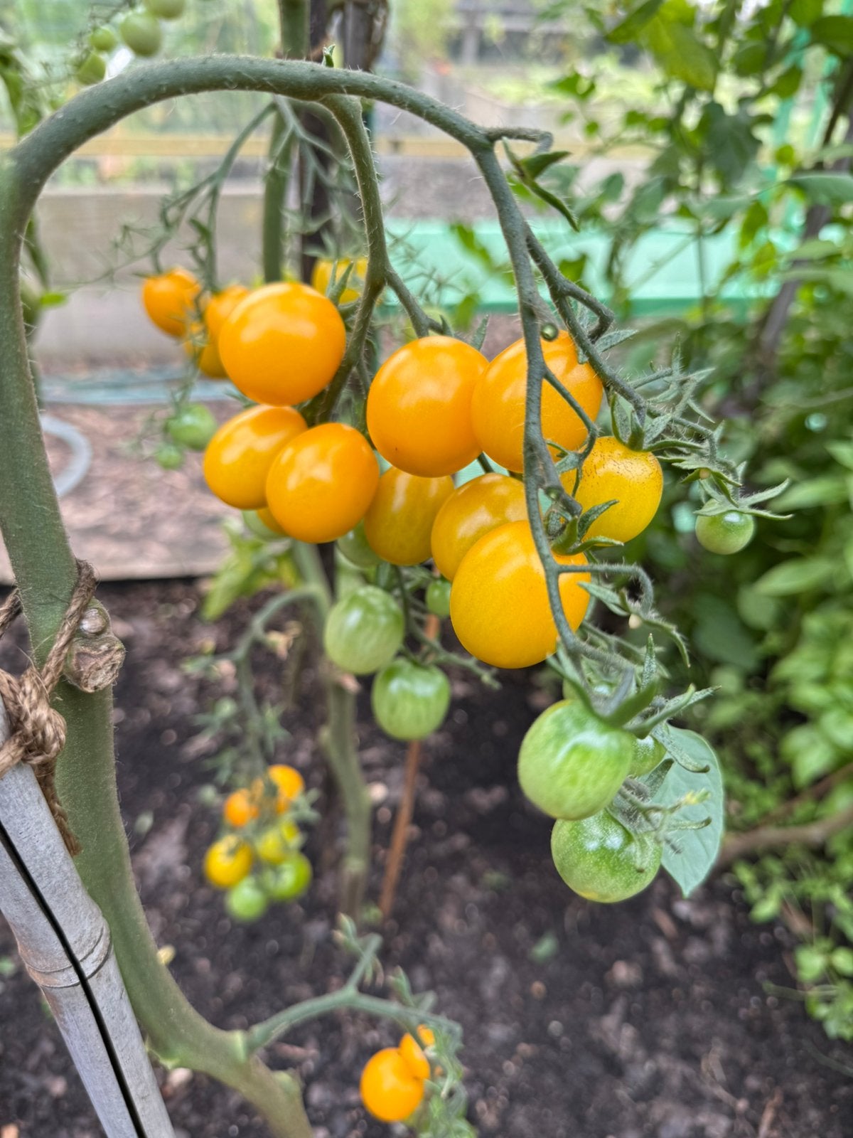 Cherrytomaat 'Yellow Clementine’, Ophalen of Verzenden, Volle zon