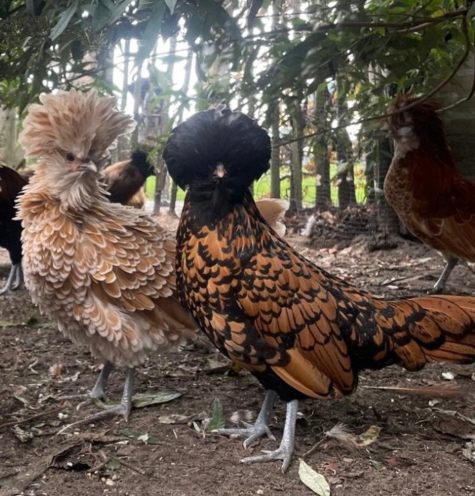 Bebaarde kuifhoen koppel hen en haan, Dieren en Toebehoren, Meerdere dieren, Kip