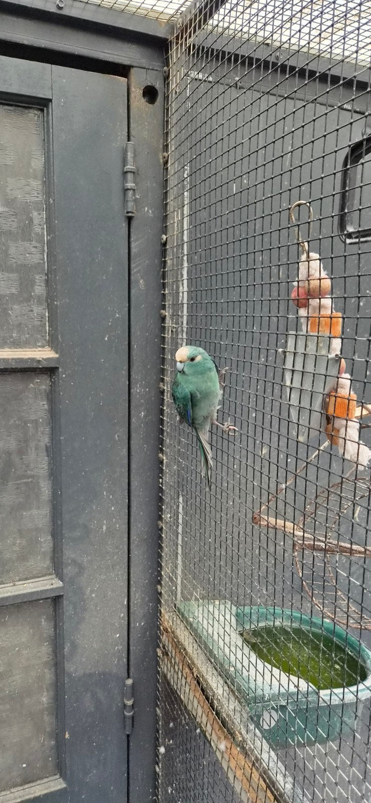 kakariki, Meerdere dieren, Parkiet
