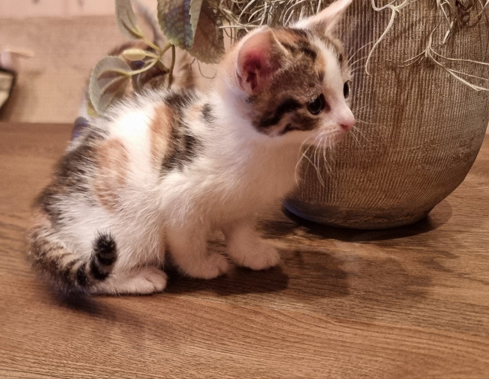 Lapjes en tijgertjes kittens te koop
