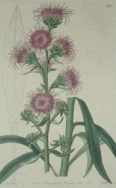 Antieke kopergravure uit The Botanical Register Lampepoetser, 1800 - 1899, Ophalen of Verzenden, Gravure, Flora en Fauna