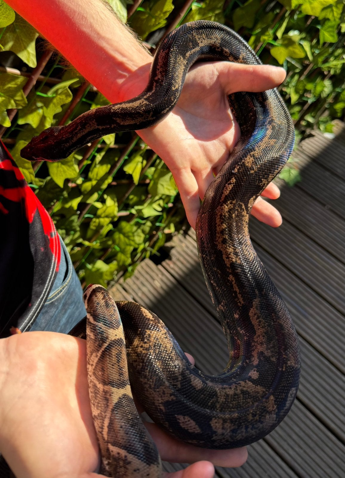 Boa constrictor. IMG GHOST. 2024. Boa Constrictor photo 5