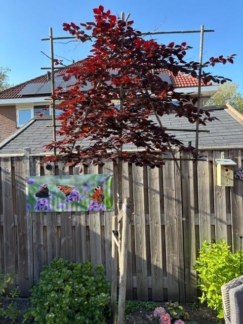 Beuk leiboom, Overige soorten, Lente, 250 tot 400 cm, Ophalen