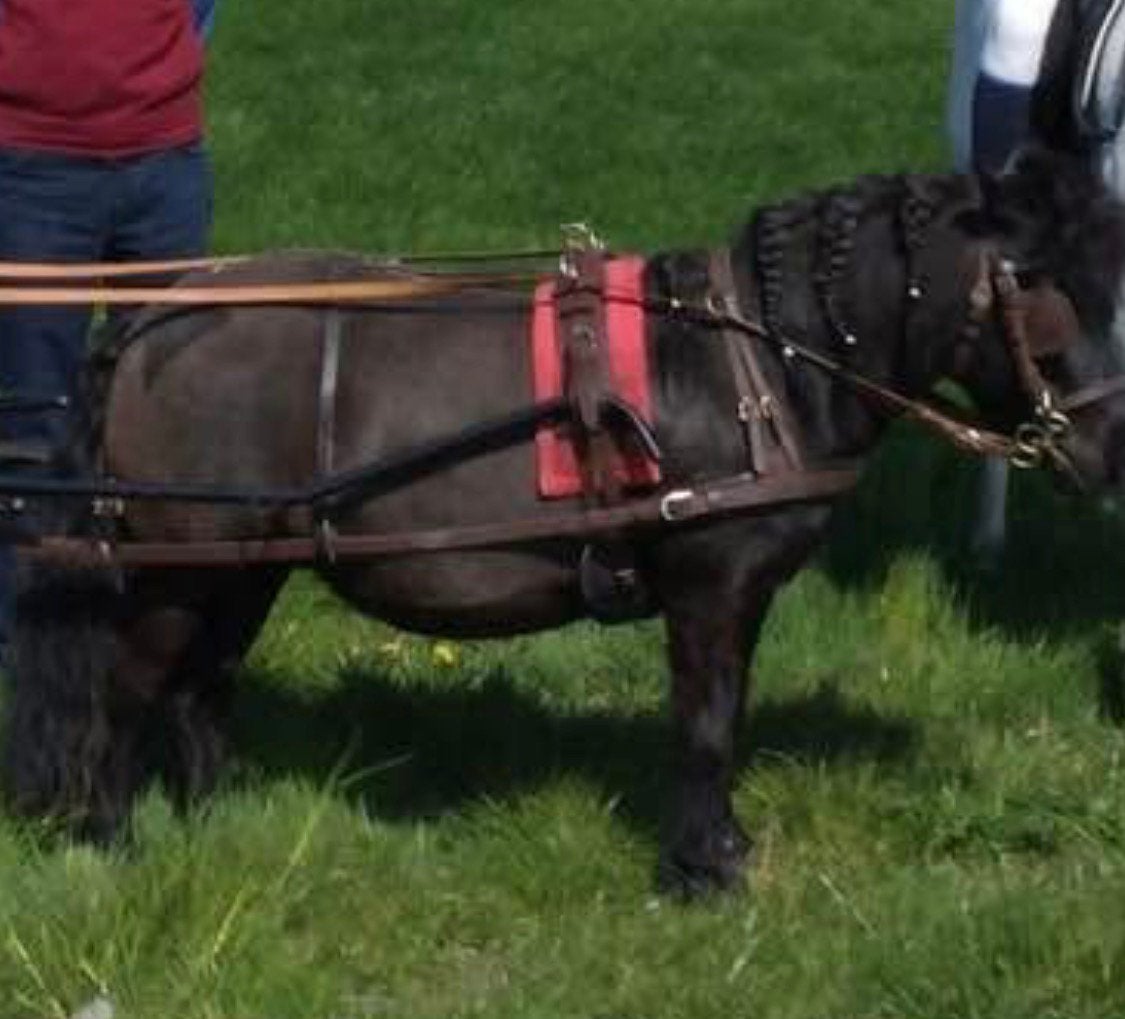 Bruin mentuig maat shetland, Shetlander, Gebruikt, Bruin, Mentuig