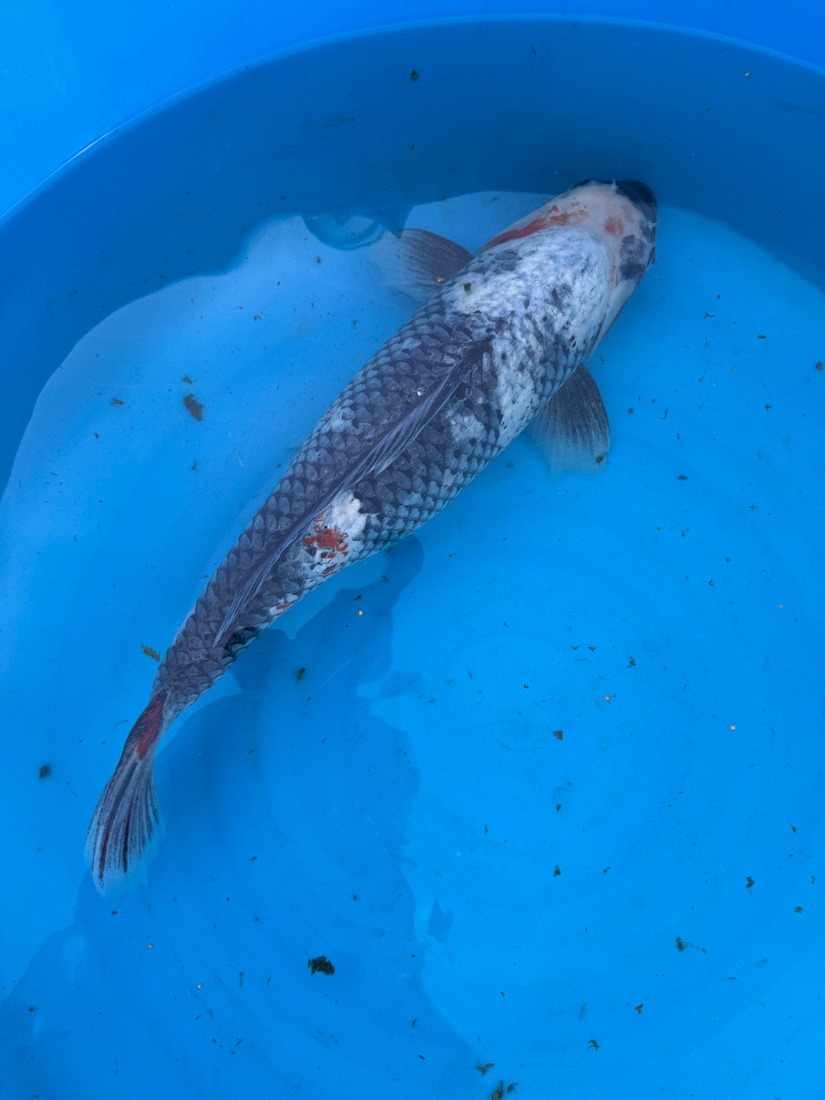 Goshiki - 53 cm, Karper of Koi