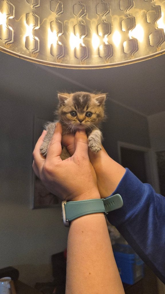 Prachtig Britse korthaar kittens, Meerdere dieren, Gechipt, 0 tot 2 jaar