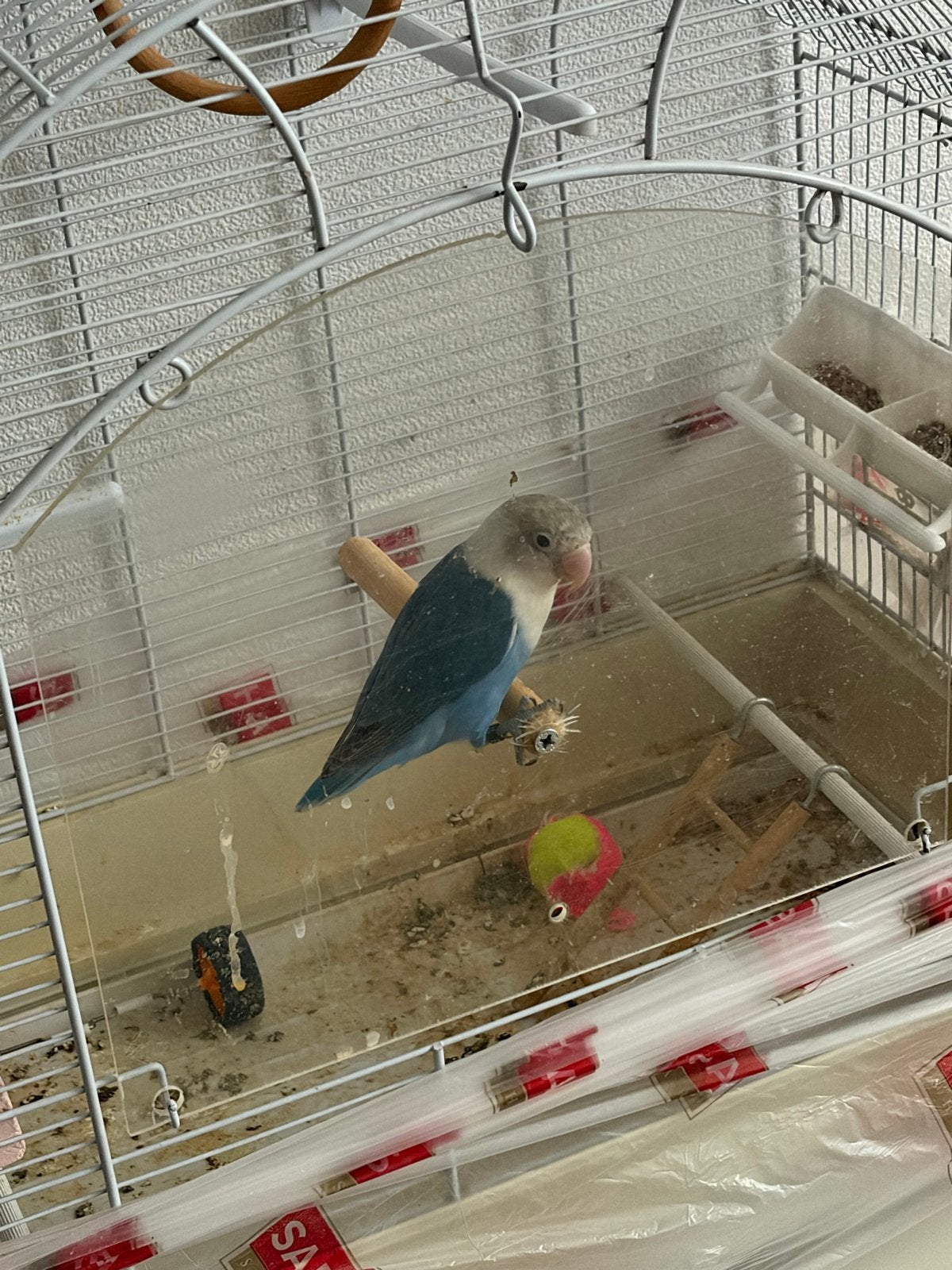 Vogel, Dieren en Toebehoren, Mannelijk, Papegaai, Tam