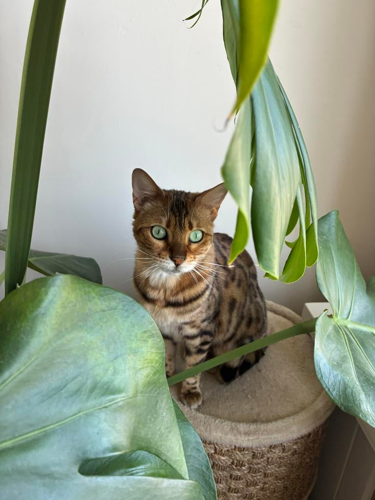 Prachtige Bengaalse Poes te koop (binnen kat), Dieren en Toebehoren, Katten en Kittens | Overige Katten, Poes