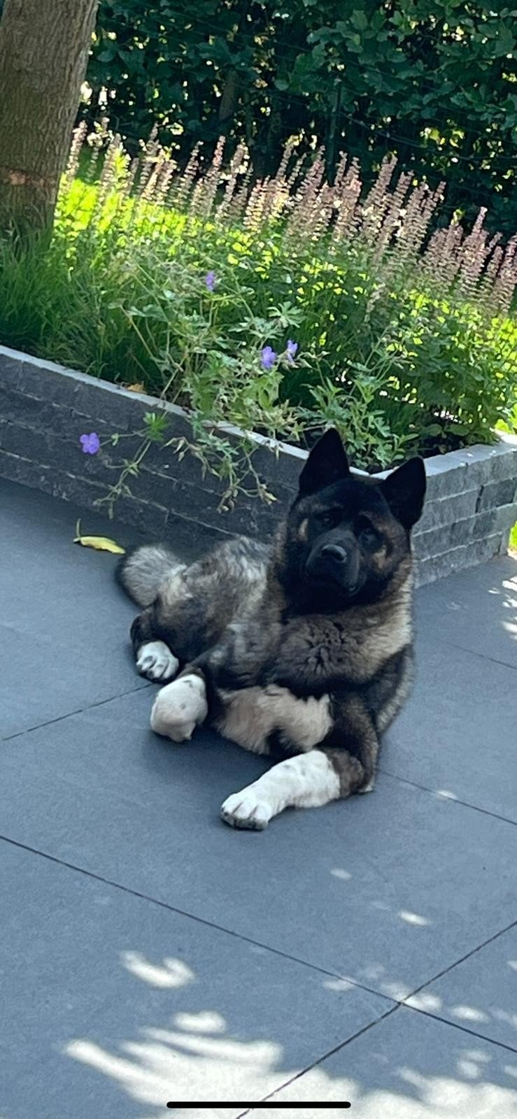 Supermooie Amerikaanse akita teefje!, 1 tot 2 jaar, Teef, Eén hond, Nederland