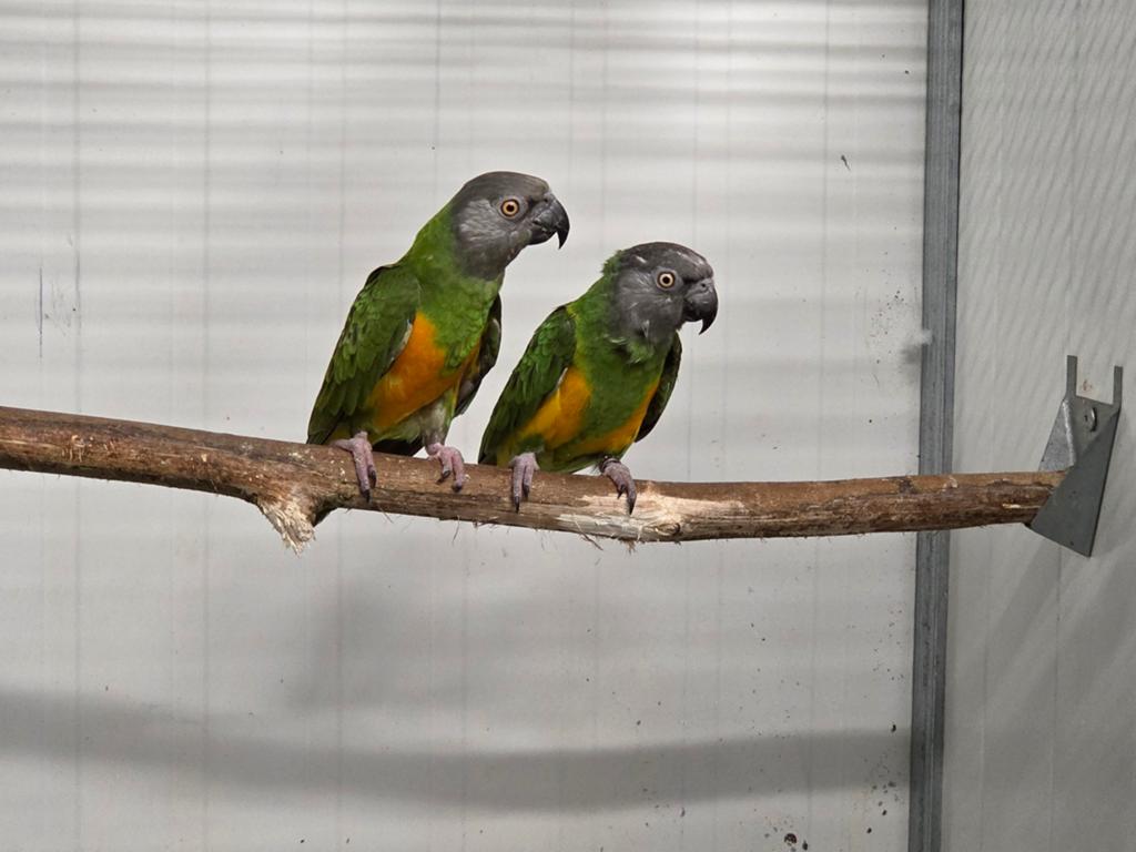 Koppel bonte boeren, Meerdere dieren, Papegaai