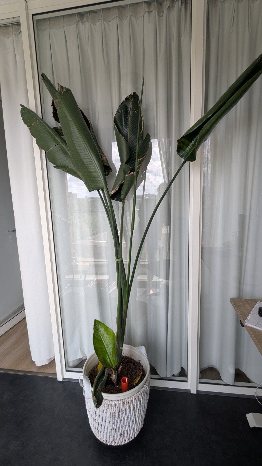 Grote Strelitzia Nicolai (Paradijsvogelplant), Ophalen, Halfschaduw